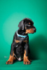 Additional photos: Doberman puppies for sale