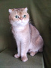 Photo №2 to announcement № 83134 for the sale of scottish fold - buy in Russian Federation private announcement