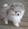 Photo №2 to announcement № 106093 for the sale of pomeranian - buy in Germany breeder