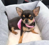 Photo №1. chihuahua - for sale in the city of Porto | Is free | Announcement № 123079