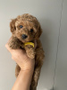 Photo №1. non-pedigree dogs - for sale in the city of Warsaw | 1691$ | Announcement № 97791