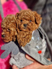 Photo №2 to announcement № 84941 for the sale of poodle (dwarf) - buy in Serbia 