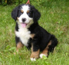 Photo №1. bernese mountain dog - for sale in the city of Burbank | Is free | Announcement № 124123