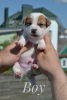 Photo №2 to announcement № 20133 for the sale of jack russell terrier - buy in Belarus from nursery
