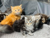 Photo №2 to announcement № 114785 for the sale of maine coon - buy in Brazil private announcement