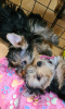 Photo №3. Yorkshire terrier puppies. Russian Federation