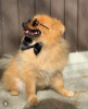 Photo №2 to announcement № 25982 for the sale of pomeranian - buy in Finland private announcement