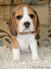Photo №2 to announcement № 7586 for the sale of beagle - buy in Ukraine from nursery