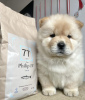 Photo №2 to announcement № 83563 for the sale of chow chow - buy in United States private announcement