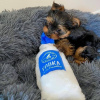 Photo №4. I will sell yorkshire terrier in the city of Las Vegas. breeder - price - 400$