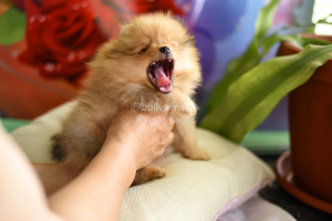 Additional photos: Pomeranian Pomeranian Puppies Girls