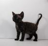 Photo №3. Female Devon Rex. United States