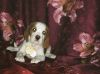 Additional photos: Beagle puppy of rare bicolor color