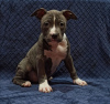 Photo №1. american staffordshire terrier - for sale in the city of Kiev | 900$ | Announcement № 33348