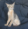 Photo №2 to announcement № 50886 for the sale of abyssinian cat - buy in Belarus from nursery
