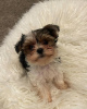 Photo №2 to announcement № 38254 for the sale of yorkshire terrier - buy in Germany private announcement