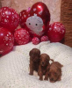 Photo №2 to announcement № 37833 for the sale of poodle (toy) - buy in Ukraine 