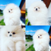 Photo №1. pomeranian - for sale in the city of Покровск | 2600$ | Announcement № 25525