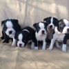 Photo №1. boston terrier - for sale in the city of New Orleans | negotiated | Announcement № 12071