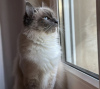 Photo №2 to announcement № 101769 for the sale of ragdoll - buy in Germany private announcement, breeder