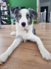 Additional photos: Border Collie / Blue merle / Show type / male / FCI / ZKwP