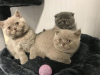 Photo №1. scottish fold - for sale in the city of Гамбург | Is free | Announcement № 95093