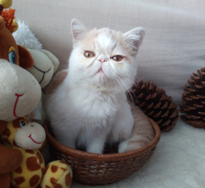 Photo №1. exotic shorthair - for sale in the city of St. Petersburg | 161$ | Announcement № 4906