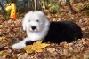 Additional photos: bobtail puppy for sale