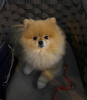 Photo №1. pomeranian - for sale in the city of Reykjavík | negotiated | Announcement № 123111