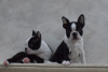 Additional photos: Boston terrier