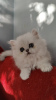 Photo №2 to announcement № 50588 for the sale of persian cat - buy in Ukraine from nursery