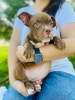 Additional photos: American bully kennel offers puppies for booking