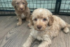 Photo №3. Miniature Goldendoodle Puppies Text 1 (559) 745-5646. United States