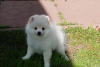 Photo №4. I will sell pomeranian in the city of Москва. breeder - price - 325$