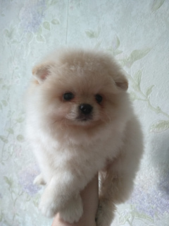 Photo №1. pomeranian - for sale in the city of Minsk | 400$ | Announcement № 2429