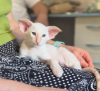 Photo №2 to announcement № 51224 for the sale of oriental shorthair - buy in Estonia from nursery