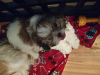 Photo №1. shih tzu - for sale in the city of Nuremberg | 475$ | Announcement № 56601