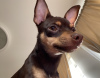 Photo №2 to announcement № 23036 for the sale of english toy terrier - buy in Lithuania private announcement