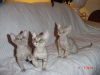 Photo №4. I will sell devon rex in the city of Франкфурт-на-Майне. breeder - price - 423$