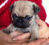 Photo №2 to announcement № 89080 for the sale of pug - buy in Germany breeder