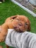 Photo №4. I will sell dogue de bordeaux in the city of Waterford.  - price - 300$