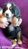 Photo №2 to announcement № 118070 for the sale of non-pedigree dogs - buy in Germany private announcement