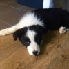 Photo №1. border collie - for sale in the city of Амстердам | 423$ | Announcement № 79972