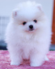 Photo №2 to announcement № 120560 for the sale of pomeranian - buy in Germany private announcement