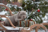 Photo №4. I will sell american bully in the city of New York. private announcement, breeder - price - 1000$