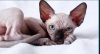 Photo №1. sphynx cat - for sale in the city of Альбервиль | negotiated | Announcement № 57456