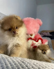 Photo №3. pomeranian puppies. Latvia