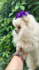 Photo №2 to announcement № 109204 for the sale of pomeranian - buy in Belarus breeder