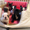 Photo №1. french bulldog - for sale in the city of Rostock | 380$ | Announcement № 122988