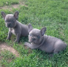 Photo №1. french bulldog - for sale in the city of Варена | negotiated | Announcement № 53581